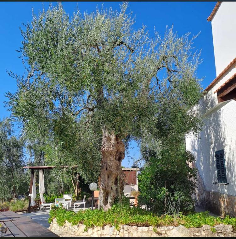 Azienda Agricola B&B Macchiaria Vieste Zewnętrze zdjęcie